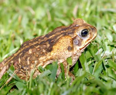 Social Media Ban Already Working As QLD Golf Retailers Report Sharp Uptick In Sales Of Junior Club Sets