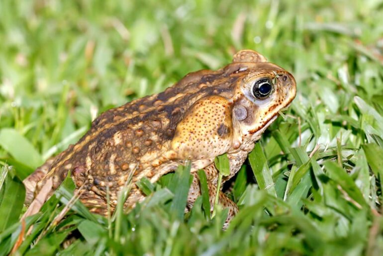 Social Media Ban Already Working As QLD Golf Retailers Report Sharp Uptick In Sales Of Junior Club Sets