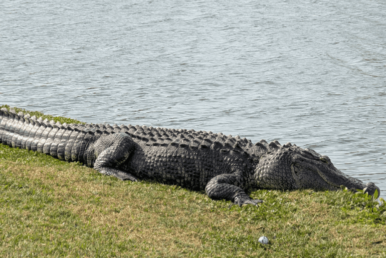 Would you play this ball?
