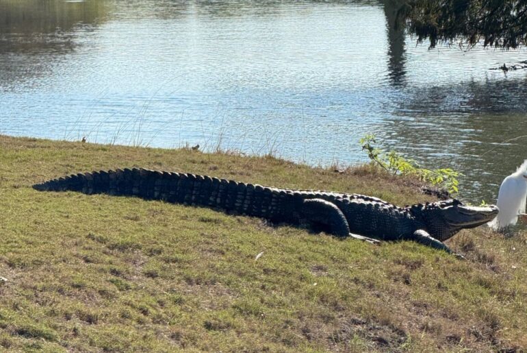 We came across this 7-8 foot alligator on our last hole today