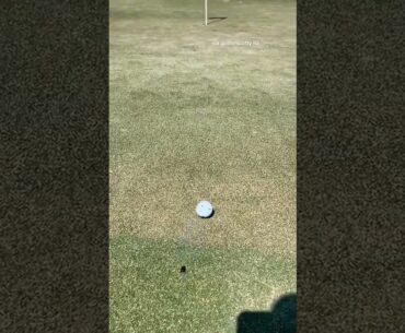 The hero we didn't know we needed 🪲