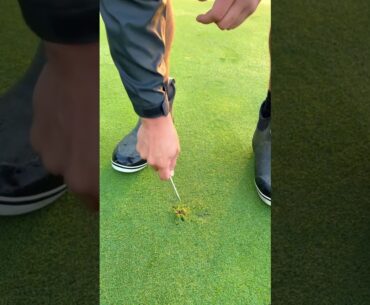 Removing Goose Grass has never been this satisfying... 🤤🌱⛳️