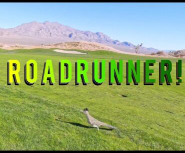 Roadrunner at Pauite Las Vegas!