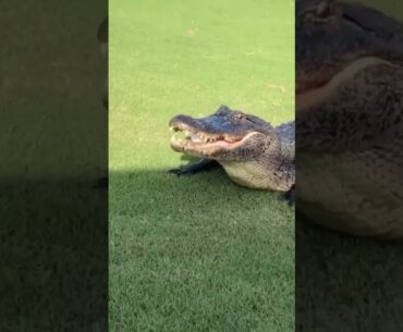 HUGE Florida Gator On The Golf Course 🐊