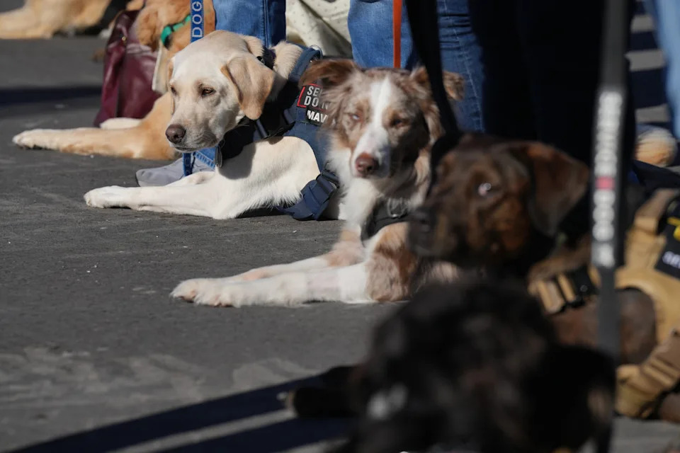Service dogs attend the unveiling of the new 18,000 square-foot “Patriot Pet Lodge” at Big Dog Ranch Rescue on Monday, January 19, 2026.
