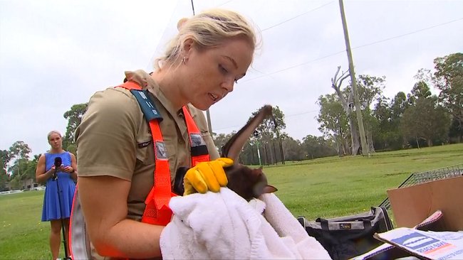 Little red flying foxes are rescued and stabilised before being taken to Australia Zoo.