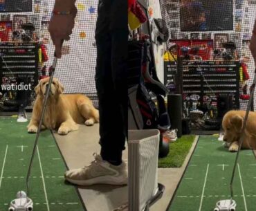 Video: Practicing Golf With Golden Retriever Ends Hilariously