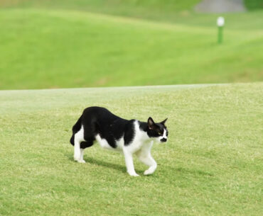 Curious Cat Interrupts a Golfer’s Game To Ask for Pets and Steals Thousands of Hearts in the Process