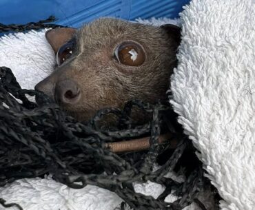 Mass wildlife rescue underway with flying foxes entangled at golf club driving range