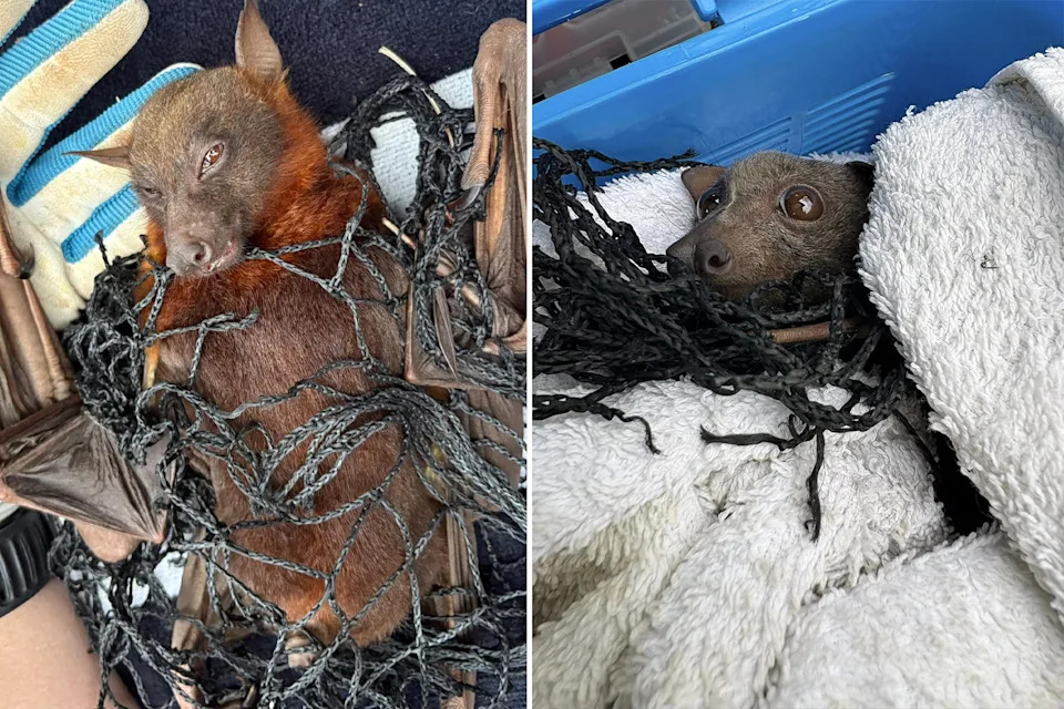 Flying foxes still trapped in the netting are put into boxes and taken to a wildlife hospital