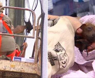 Flying foxes tangled in nets at Noosa Golf Club spark urgent wildlife response