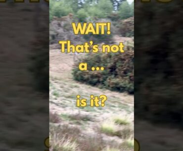 Weird Things Keep Appearing on Golf Courses 🦘