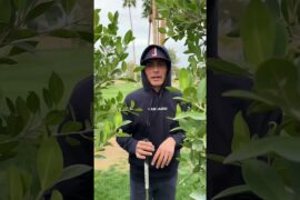 Buying Used Golf Balls