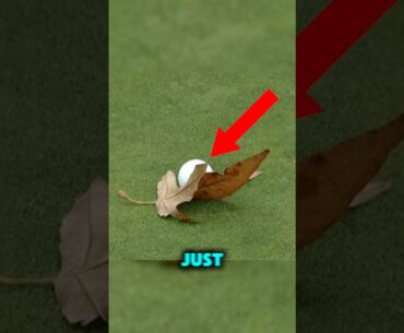 This Golf Ball Nearly Lost Him $1.7 Million😱 #golf #pgatour