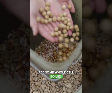 Tom Dove's Day Ticket Bait Mix! 🪱🥜🚀🐋