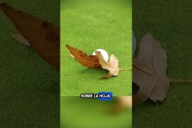 Nunca Viste Esto En El Golf 😱 #shorts