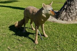 No - THIS is the ultimate solution to the goose problem. Introducing: RoboCoyote.