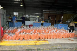 Sinister truth behind 6,000kg haul of carrots deployed across properties, council sites and golf courses