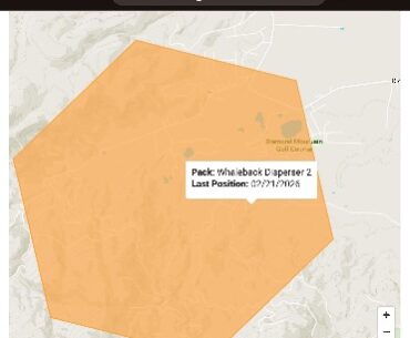Lone Collared Wolf Spotted Near Diamond Mountain Golf Course Residents Urged to Stay Cautious