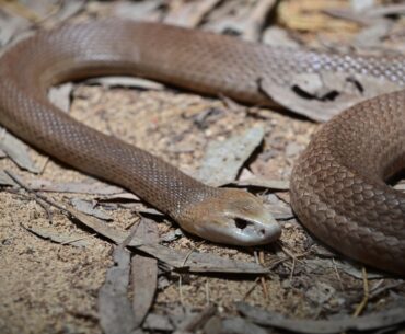 Deadly Snake Slithers Through Crowd at Golf Tournament (Video)