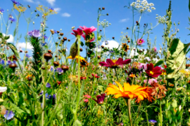 SIX REASONS WHY BIODIVERSITY NET GAIN OFFERS A HUGE OPPORTUNITY TO GOLF CLUBS