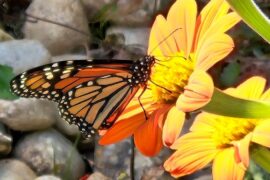 The mighty monarch gets a little help from its friends