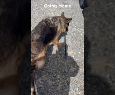 Going Home German Shepherd Bella the great/too smart #germanshepherd #dog #golf @golf @GolfChannel