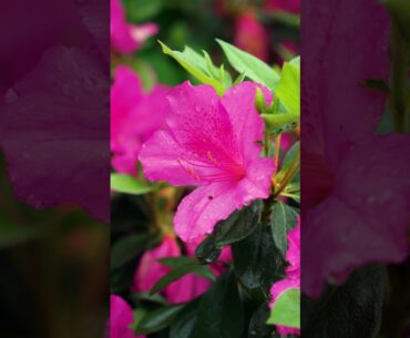 Spring has sprung in Augusta. #themasters