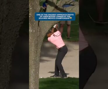 Tiger the artist 🎨