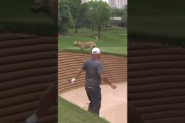 A dog wanted a closer look at Andy Sullivan's bunker shot 👀🐕