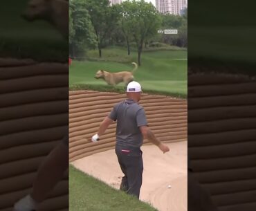 A dog wanted a closer look at Andy Sullivan's bunker shot 👀🐕