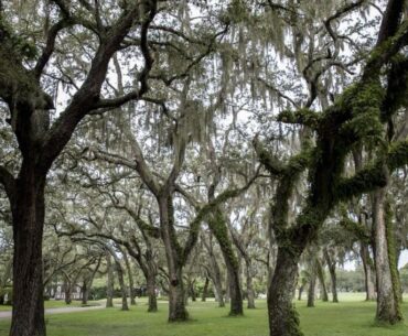 Temple Terrace approves $60K plan to restore, enhance golf course tree canopy | News