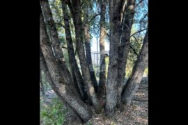 Disc Golf Basket at Groveland's Mary Laveroni Park - GCSD Image