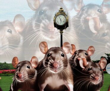 Insects, Rodents Tee Off Health Inspectors At Trump National Golf Club