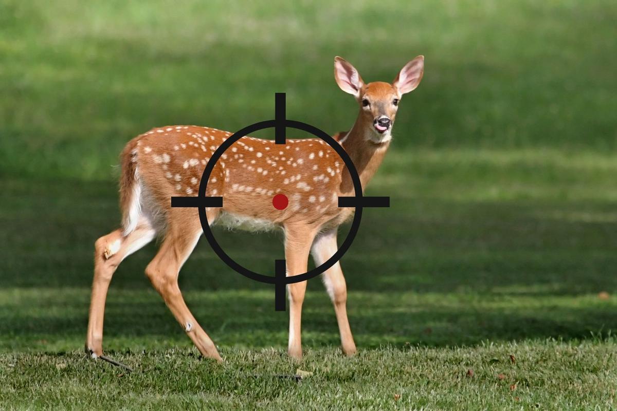 Michigan Felon Arrested After Deer Shot on Golf Course