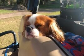 Laziest caddy I ever had