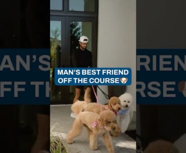 Meet Akshay's golden doodles 🐶