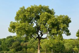 Golf club given green light to remove trees and build shed