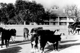 Download app from appStore