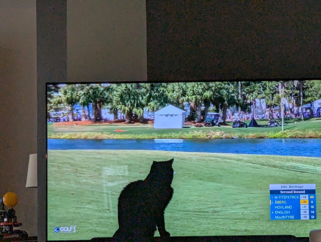 Our cat likes golf.