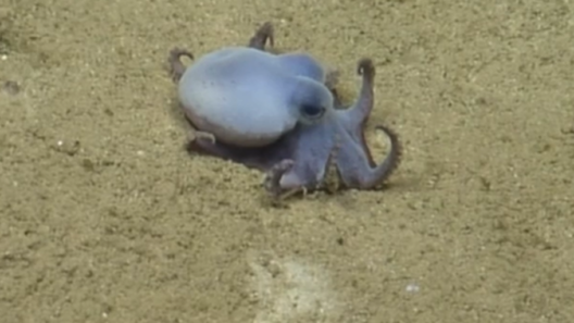 Researchers discover new golf ball-sized blue octopus species