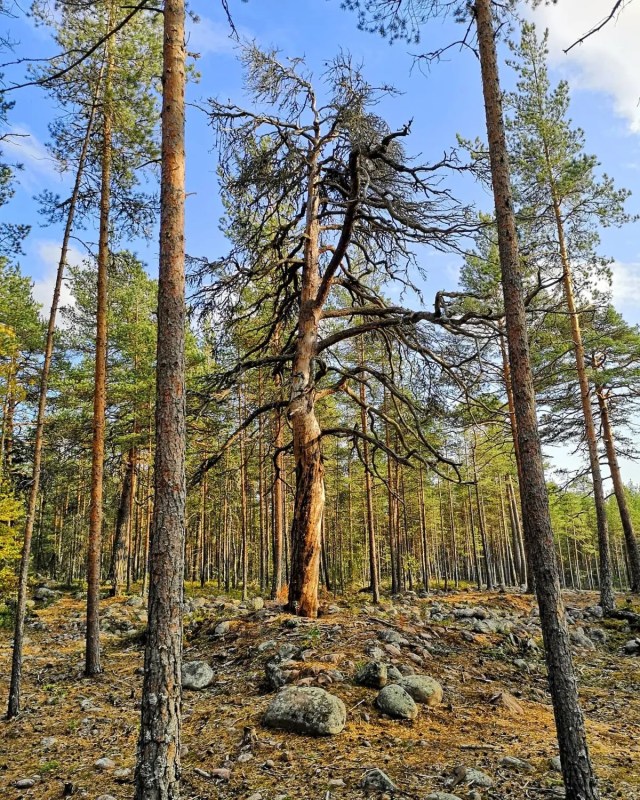disk golf finland 