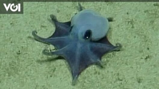 Blue Octopus the Size of a Golf Ball Found in the Deep Sea of Galapagos