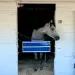 Churchill Downs Maintains Affordable Horse Stabling Amid Kentucky Derby Spectacle