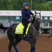 Great White Scratched from Kentucky Derby Following Pre Race Incident