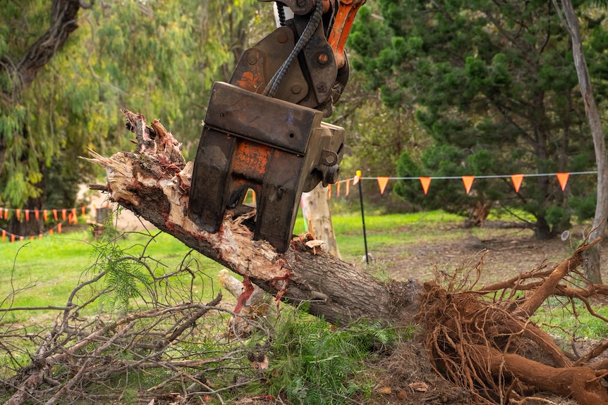 An excavator claw grabs a branch