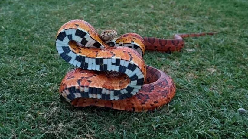 Harmless corn snake on Georgia golf course has golfers calling it the year's best snake photo