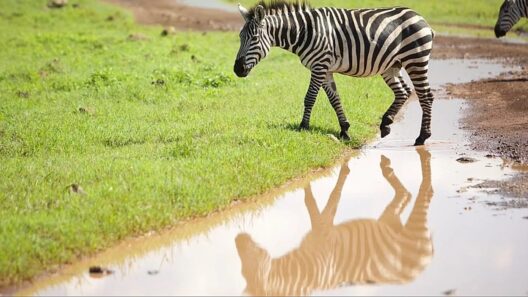 Tanzania reshapes tourism with Serengeti golf course amid wildlife