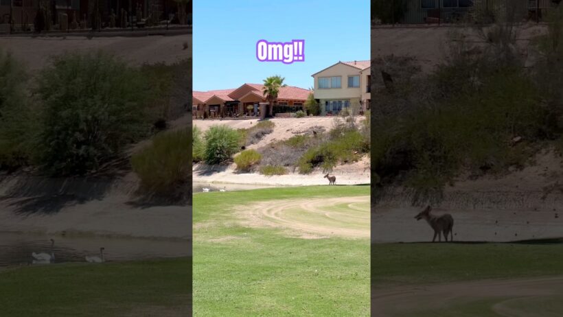 Stay away! #golf #golfgirls #cartgirl #swans #birds #coyote #desert #golfcourse #golfer #nature