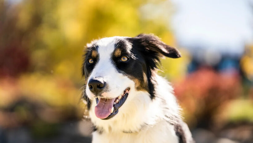 Meet the adorable dog maintaining one of America's top golf courses